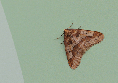 <i class='fa fa-user'></i>&nbsp;Ad Sprang&nbsp;|  Grote Wintervlinder&nbsp; <i class='fa fa-eye'>&nbsp;67</i> &nbsp;<i class='fa fa-thumbs-up'>&nbsp;2</i> &nbsp; <i class='fa fa-comment-o'>&nbsp;6</i>