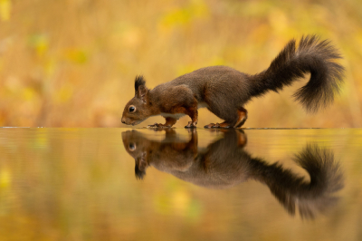 <i class='fa fa-user'></i>&nbsp;Reinier van den Born&nbsp;|  Eekhoorn&nbsp; <i class='fa fa-eye'>&nbsp;222</i> &nbsp;<i class='fa fa-thumbs-up'>&nbsp;17</i> &nbsp; <i class='fa fa-comment-o'>&nbsp;11</i>