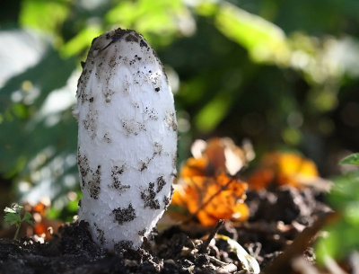 <i class='fa fa-user'></i>&nbsp;GertvanderSchaaf&nbsp;|  Geschubde Inktzwam&nbsp; <i class='fa fa-eye'>&nbsp;73</i> &nbsp; <i class='fa fa-comment-o'>&nbsp;3</i>