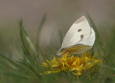 <i class='fa fa-user'></i>&nbsp;ko katsman&nbsp;|  Klein Koolwitje&nbsp; <i class='fa fa-eye'>&nbsp;91</i> &nbsp;<i class='fa fa-thumbs-up'>&nbsp;4</i> &nbsp; <i class='fa fa-comment-o'>&nbsp;3</i>