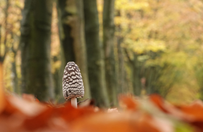 <i class='fa fa-user'></i>&nbsp;nelappelmelk&nbsp;|  Spechtinktzwam&nbsp; <i class='fa fa-eye'>&nbsp;115</i> &nbsp; <i class='fa fa-comment-o'>&nbsp;9</i>