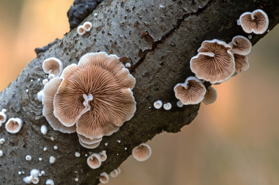 <i class='fa fa-user'></i>&nbsp;Johan van Gurp&nbsp;|  Wit Oorzwammetje&nbsp; <i class='fa fa-eye'>&nbsp;99</i> &nbsp;<i class='fa fa-thumbs-up'>&nbsp;7</i> &nbsp; <i class='fa fa-comment-o'>&nbsp;7</i>