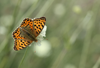 <i class='fa fa-user'></i>&nbsp;Paul Vandebroek&nbsp;|  Kleine Parelmoervlinder&nbsp; <i class='fa fa-eye'>&nbsp;93</i> &nbsp;<i class='fa fa-thumbs-up'>&nbsp;6</i> &nbsp; <i class='fa fa-comment-o'>&nbsp;6</i>