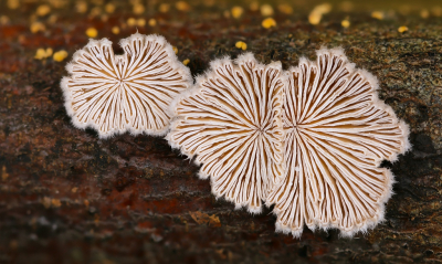 <i class='fa fa-user'></i>&nbsp;Robert Rodenburg&nbsp;|  Waaiertje&nbsp; <i class='fa fa-eye'>&nbsp;119</i> &nbsp;<i class='fa fa-thumbs-up'>&nbsp;9</i> &nbsp; <i class='fa fa-comment-o'>&nbsp;10</i>