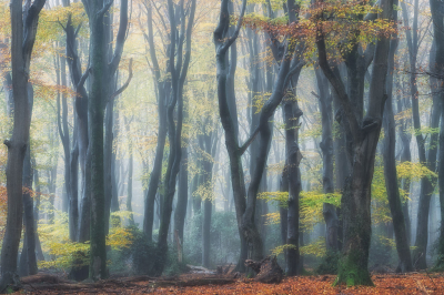 <i class='fa fa-user'></i>&nbsp;Loes Belovics&nbsp;|  Speulderbos&nbsp; <i class='fa fa-eye'>&nbsp;223</i> &nbsp;<i class='fa fa-thumbs-up'>&nbsp;20</i> &nbsp; <i class='fa fa-comment-o'>&nbsp;17</i>