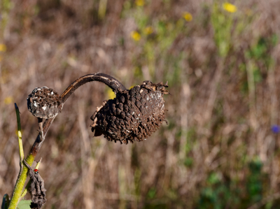 <i class='fa fa-user'></i>&nbsp;janvangastel&nbsp;|  Zonnebloem&nbsp; <i class='fa fa-eye'>&nbsp;67</i> &nbsp; <i class='fa fa-comment-o'>&nbsp;8</i>