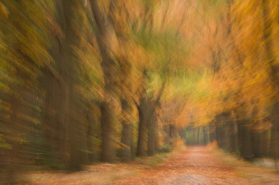 <i class='fa fa-user'></i>&nbsp;Truus Aletta Maan&nbsp;|  Laantje in een herfstbos&nbsp; <i class='fa fa-eye'>&nbsp;119</i> &nbsp;<i class='fa fa-thumbs-up'>&nbsp;1</i> &nbsp; <i class='fa fa-comment-o'>&nbsp;5</i>