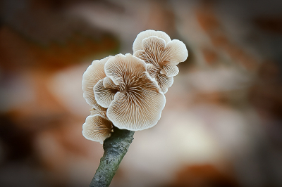 <i class='fa fa-user'></i>&nbsp;Bert Veerman&nbsp;|  Wit Oorzwammetje&nbsp; <i class='fa fa-eye'>&nbsp;129</i> &nbsp;<i class='fa fa-thumbs-up'>&nbsp;13</i> &nbsp; <i class='fa fa-comment-o'>&nbsp;6</i>