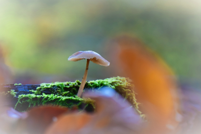 <i class='fa fa-user'></i>&nbsp;Bert Veerman&nbsp;|  Grijze Mycena&nbsp; <i class='fa fa-eye'>&nbsp;87</i> &nbsp;<i class='fa fa-thumbs-up'>&nbsp;2</i> &nbsp; <i class='fa fa-comment-o'>&nbsp;1</i>