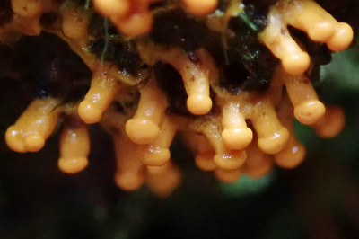 <i class='fa fa-user'></i>&nbsp;A. Soeting&nbsp;|  Slijmzwam sp.&nbsp; <i class='fa fa-eye'>&nbsp;91</i> &nbsp; <i class='fa fa-comment-o'>&nbsp;2</i>