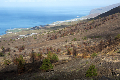 <i class='fa fa-user'></i>&nbsp;nelappelmelk&nbsp;|  La Palma&nbsp; <i class='fa fa-eye'>&nbsp;132</i> &nbsp;<i class='fa fa-thumbs-up'>&nbsp;1</i> &nbsp; <i class='fa fa-comment-o'>&nbsp;4</i>