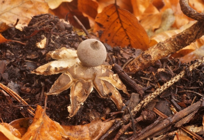 <i class='fa fa-user'></i>&nbsp;Jelle Bakker&nbsp;|  Grote Aardster&nbsp; <i class='fa fa-eye'>&nbsp;91</i> &nbsp; <i class='fa fa-comment-o'>&nbsp;3</i>