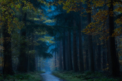 <i class='fa fa-user'></i>&nbsp;Loes Belovics&nbsp;|  Speulderbos, donker en nat&nbsp; <i class='fa fa-eye'>&nbsp;177</i> &nbsp;<i class='fa fa-thumbs-up'>&nbsp;9</i> &nbsp; <i class='fa fa-comment-o'>&nbsp;6</i>