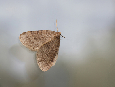 <i class='fa fa-user'></i>&nbsp;Ad Sprang&nbsp;|  Kleine Wintervlinder&nbsp; <i class='fa fa-eye'>&nbsp;72</i> &nbsp;<i class='fa fa-thumbs-up'>&nbsp;2</i> &nbsp; <i class='fa fa-comment-o'>&nbsp;8</i>