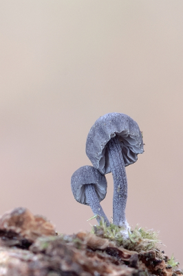 <i class='fa fa-user'></i>&nbsp;Johan van Gurp&nbsp;|  Blauwgrijze Schorsmycena&nbsp; <i class='fa fa-eye'>&nbsp;91</i> &nbsp;<i class='fa fa-thumbs-up'>&nbsp;1</i> &nbsp; <i class='fa fa-comment-o'>&nbsp;3</i>