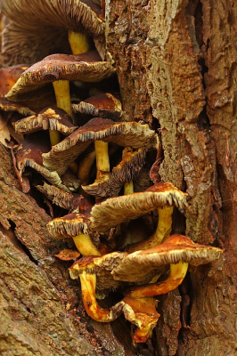 <i class='fa fa-user'></i>&nbsp;Cor&nbsp;|  Gewone Zwavelkop&nbsp; <i class='fa fa-eye'>&nbsp;100</i> &nbsp;<i class='fa fa-thumbs-up'>&nbsp;1</i> &nbsp; <i class='fa fa-comment-o'>&nbsp;5</i>