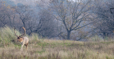 <i class='fa fa-user'></i>&nbsp;Eef Kieft&nbsp;|  Damhert&nbsp; <i class='fa fa-eye'>&nbsp;137</i> &nbsp; <i class='fa fa-comment-o'>&nbsp;4</i>