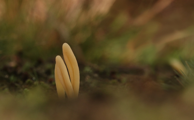 <i class='fa fa-user'></i>&nbsp;nelappelmelk&nbsp;|  Heideknotszwam&nbsp; <i class='fa fa-eye'>&nbsp;88</i> &nbsp;<i class='fa fa-thumbs-up'>&nbsp;1</i> &nbsp; <i class='fa fa-comment-o'>&nbsp;4</i>