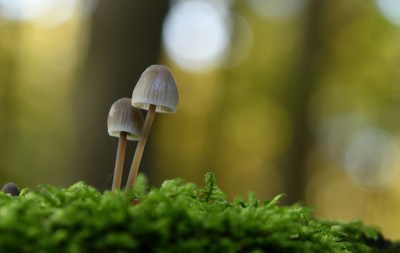 <i class='fa fa-user'></i>&nbsp;mauritskoenen48&nbsp;|  Melksteelmycena&nbsp; <i class='fa fa-eye'>&nbsp;82</i> &nbsp; <i class='fa fa-comment-o'>&nbsp;1</i>