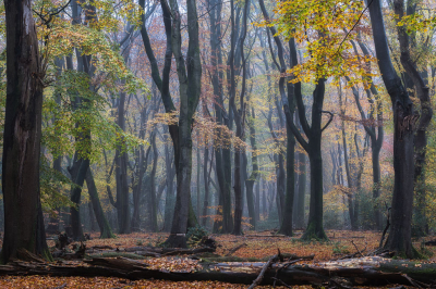 <i class='fa fa-user'></i>&nbsp;Loes Belovics&nbsp;|  Herfstkleuren&nbsp; <i class='fa fa-eye'>&nbsp;130</i> &nbsp;<i class='fa fa-thumbs-up'>&nbsp;1</i> &nbsp; <i class='fa fa-comment-o'>&nbsp;6</i>