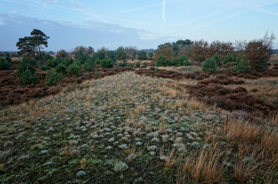 <i class='fa fa-user'></i>&nbsp;nelappelmelk&nbsp;|  Kootwijkerzand&nbsp; <i class='fa fa-eye'>&nbsp;129</i> &nbsp; <i class='fa fa-comment-o'>&nbsp;7</i>