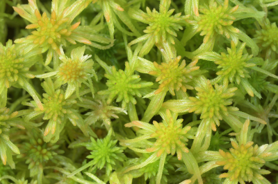 <i class='fa fa-user'></i>&nbsp;Hendrik van Kampen&nbsp;|  Fraai Veenmos&nbsp; <i class='fa fa-eye'>&nbsp;73</i> &nbsp;<i class='fa fa-thumbs-up'>&nbsp;1</i> &nbsp; <i class='fa fa-comment-o'>&nbsp;3</i>