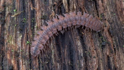 <i class='fa fa-user'></i>&nbsp;Johan van Gurp&nbsp;|  Grote Platrug&nbsp; <i class='fa fa-eye'>&nbsp;87</i> &nbsp;<i class='fa fa-thumbs-up'>&nbsp;3</i> &nbsp; <i class='fa fa-comment-o'>&nbsp;6</i>