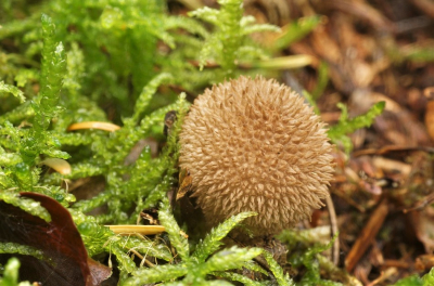 <i class='fa fa-user'></i>&nbsp;Jelle Bakker&nbsp;|  Stekelige Stuifzwam&nbsp; <i class='fa fa-eye'>&nbsp;68</i> &nbsp; <i class='fa fa-comment-o'>&nbsp;2</i>