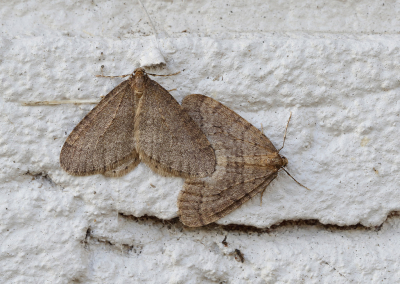 <i class='fa fa-user'></i>&nbsp;Ad Sprang&nbsp;|  Kleine Wintervlinder&nbsp; <i class='fa fa-eye'>&nbsp;62</i> &nbsp;<i class='fa fa-thumbs-up'>&nbsp;2</i> &nbsp; <i class='fa fa-comment-o'>&nbsp;6</i>