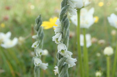 <i class='fa fa-user'></i>&nbsp;A. Soeting&nbsp;|  Herfstschroeforchis&nbsp; <i class='fa fa-eye'>&nbsp;103</i> &nbsp; <i class='fa fa-comment-o'>&nbsp;6</i>