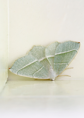 <i class='fa fa-user'></i>&nbsp;Pieter  LJ&nbsp;|  Appeltak&nbsp; <i class='fa fa-eye'>&nbsp;76</i> &nbsp; <i class='fa fa-comment-o'>&nbsp;4</i>