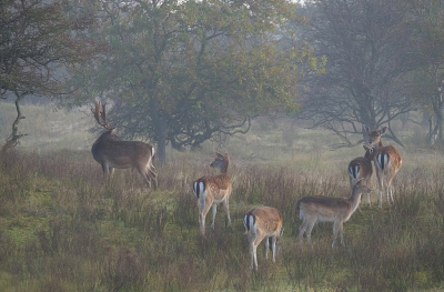 <i class='fa fa-user'></i>&nbsp;Jurgen Maassen&nbsp;|  Damhert&nbsp; <i class='fa fa-eye'>&nbsp;150</i> &nbsp;<i class='fa fa-thumbs-up'>&nbsp;6</i> &nbsp; <i class='fa fa-comment-o'>&nbsp;6</i>