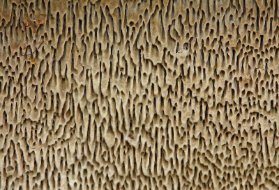 <i class='fa fa-user'></i>&nbsp;Cor&nbsp;|  Bleke Borstelkurkzwam&nbsp; <i class='fa fa-eye'>&nbsp;105</i> &nbsp;<i class='fa fa-thumbs-up'>&nbsp;5</i> &nbsp; <i class='fa fa-comment-o'>&nbsp;10</i>