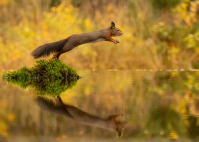 <i class='fa fa-user'></i>&nbsp;Reinier van den Born&nbsp;|  Eekhoorn&nbsp; <i class='fa fa-eye'>&nbsp;177</i> &nbsp;<i class='fa fa-thumbs-up'>&nbsp;8</i> &nbsp; <i class='fa fa-comment-o'>&nbsp;6</i>