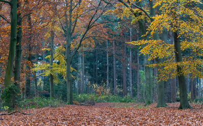 <i class='fa fa-user'></i>&nbsp;Johan van Gurp&nbsp;|  Herfst in het bos&nbsp; <i class='fa fa-eye'>&nbsp;92</i> &nbsp;<i class='fa fa-thumbs-up'>&nbsp;2</i> &nbsp; <i class='fa fa-comment-o'>&nbsp;2</i>
