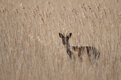 <i class='fa fa-user'></i>&nbsp;Eric Gibcus&nbsp;|  Ree&nbsp; <i class='fa fa-eye'>&nbsp;111</i> &nbsp; <i class='fa fa-comment-o'>&nbsp;2</i>