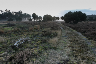 <i class='fa fa-user'></i>&nbsp;David&nbsp;|  Jeneverbessenbos&nbsp; <i class='fa fa-eye'>&nbsp;103</i> &nbsp;<i class='fa fa-thumbs-up'>&nbsp;2</i> &nbsp; <i class='fa fa-comment-o'>&nbsp;1</i>