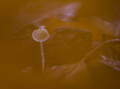 <i class='fa fa-user'></i>&nbsp;David&nbsp;|  Mycena sp.&nbsp; <i class='fa fa-eye'>&nbsp;92</i> &nbsp;<i class='fa fa-thumbs-up'>&nbsp;1</i> &nbsp; <i class='fa fa-comment-o'>&nbsp;2</i>