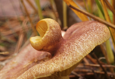 <i class='fa fa-user'></i>&nbsp;Jelle Bakker&nbsp;|  Koningsmantel&nbsp; <i class='fa fa-eye'>&nbsp;88</i> &nbsp; <i class='fa fa-comment-o'>&nbsp;3</i>