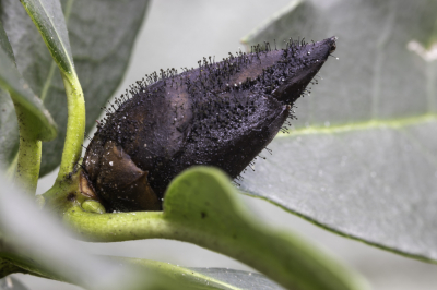 <i class='fa fa-user'></i>&nbsp;Martin Verbeeten&nbsp;|  Rhododendronknopvreter&nbsp; <i class='fa fa-eye'>&nbsp;96</i> &nbsp; <i class='fa fa-comment-o'>&nbsp;1</i>