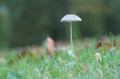 <i class='fa fa-user'></i>&nbsp;Jasper&nbsp;|  Gewoon Plooirokje&nbsp; <i class='fa fa-eye'>&nbsp;60</i> &nbsp; <i class='fa fa-comment-o'>&nbsp;1</i>