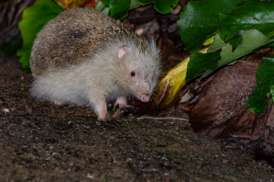 gemaakt vanaf de hurken,arme Egel met dat geflits.