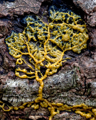 <i class='fa fa-user'></i>&nbsp;Johan van Gurp&nbsp;|  Slijmzwam sp.&nbsp; <i class='fa fa-eye'>&nbsp;116</i> &nbsp;<i class='fa fa-thumbs-up'>&nbsp;8</i> &nbsp; <i class='fa fa-comment-o'>&nbsp;6</i>