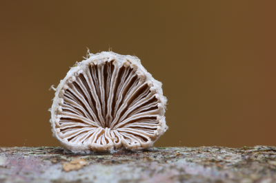 <i class='fa fa-user'></i>&nbsp;Robert Rodenburg&nbsp;|  Waaiertje&nbsp; <i class='fa fa-eye'>&nbsp;106</i> &nbsp;<i class='fa fa-thumbs-up'>&nbsp;11</i> &nbsp; <i class='fa fa-comment-o'>&nbsp;7</i>