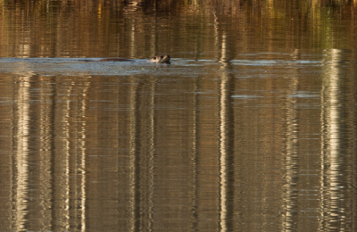 <i class='fa fa-user'></i>&nbsp;Truus Aletta Maan&nbsp;|  Otter&nbsp; <i class='fa fa-eye'>&nbsp;166</i> &nbsp;<i class='fa fa-thumbs-up'>&nbsp;4</i> &nbsp; <i class='fa fa-comment-o'>&nbsp;9</i>