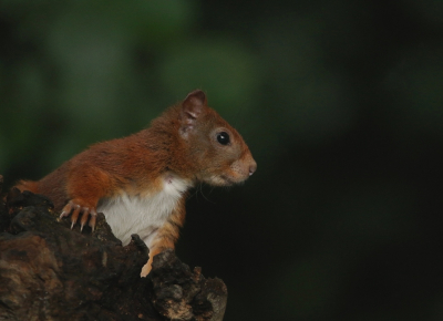 <i class='fa fa-user'></i>&nbsp;Ruben de Bruijn&nbsp;|  Eekhoorn&nbsp; <i class='fa fa-eye'>&nbsp;127</i> &nbsp;<i class='fa fa-thumbs-up'>&nbsp;5</i> &nbsp; <i class='fa fa-comment-o'>&nbsp;6</i>