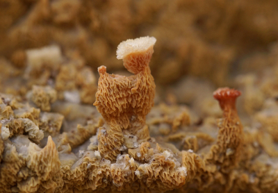 <i class='fa fa-user'></i>&nbsp;Nel R&nbsp;|  Spekzwoerdzwam&nbsp; <i class='fa fa-eye'>&nbsp;123</i> &nbsp;<i class='fa fa-thumbs-up'>&nbsp;7</i> &nbsp; <i class='fa fa-comment-o'>&nbsp;5</i>