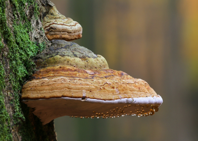 <i class='fa fa-user'></i>&nbsp;Robert Rodenburg&nbsp;|  Echte Tonderzwam&nbsp; <i class='fa fa-eye'>&nbsp;108</i> &nbsp;<i class='fa fa-thumbs-up'>&nbsp;6</i> &nbsp; <i class='fa fa-comment-o'>&nbsp;7</i>