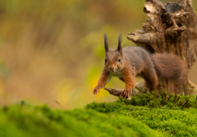 <i class='fa fa-user'></i>&nbsp;Reinier van den Born&nbsp;|  Eekhoorn&nbsp; <i class='fa fa-eye'>&nbsp;208</i> &nbsp;<i class='fa fa-thumbs-up'>&nbsp;10</i> &nbsp; <i class='fa fa-comment-o'>&nbsp;7</i>