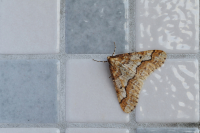 <i class='fa fa-user'></i>&nbsp;Ad Sprang&nbsp;|  Grote Wintervlinder&nbsp; <i class='fa fa-eye'>&nbsp;91</i> &nbsp;<i class='fa fa-thumbs-up'>&nbsp;4</i> &nbsp; <i class='fa fa-comment-o'>&nbsp;4</i>